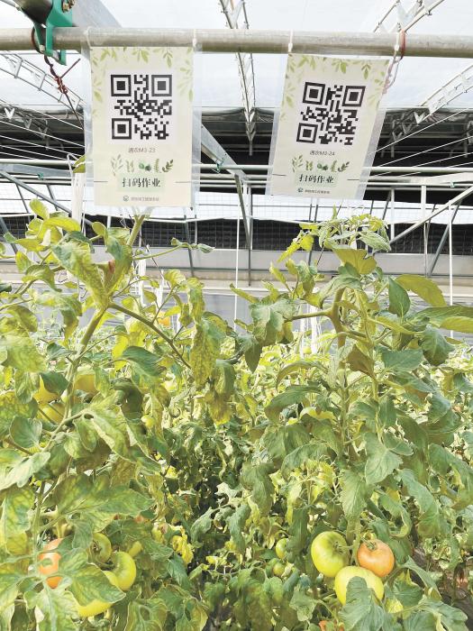 智慧大棚工人通過(guò)掃描二維碼，便可查詢當(dāng)前的作業(yè)情況?！吨袊?guó)新聞》報(bào) 魏寒冰 攝