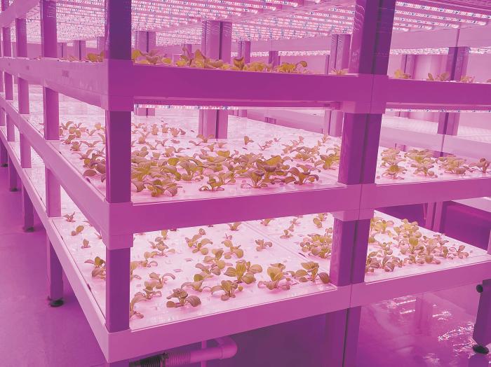在物美植物工廠里，通過(guò)LED燈的照射，蔬菜散發(fā)勃勃生機(jī)。受訪者供圖